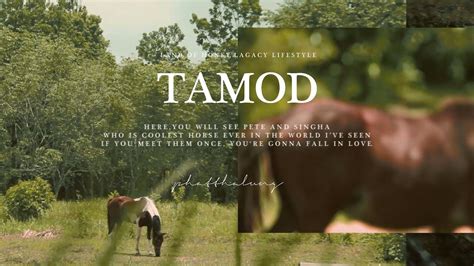tamod in English .